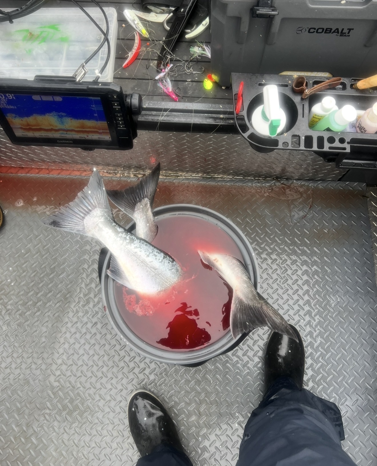 Fresh salmon bleeding out in a bucket on deck next to the Garmin sonar