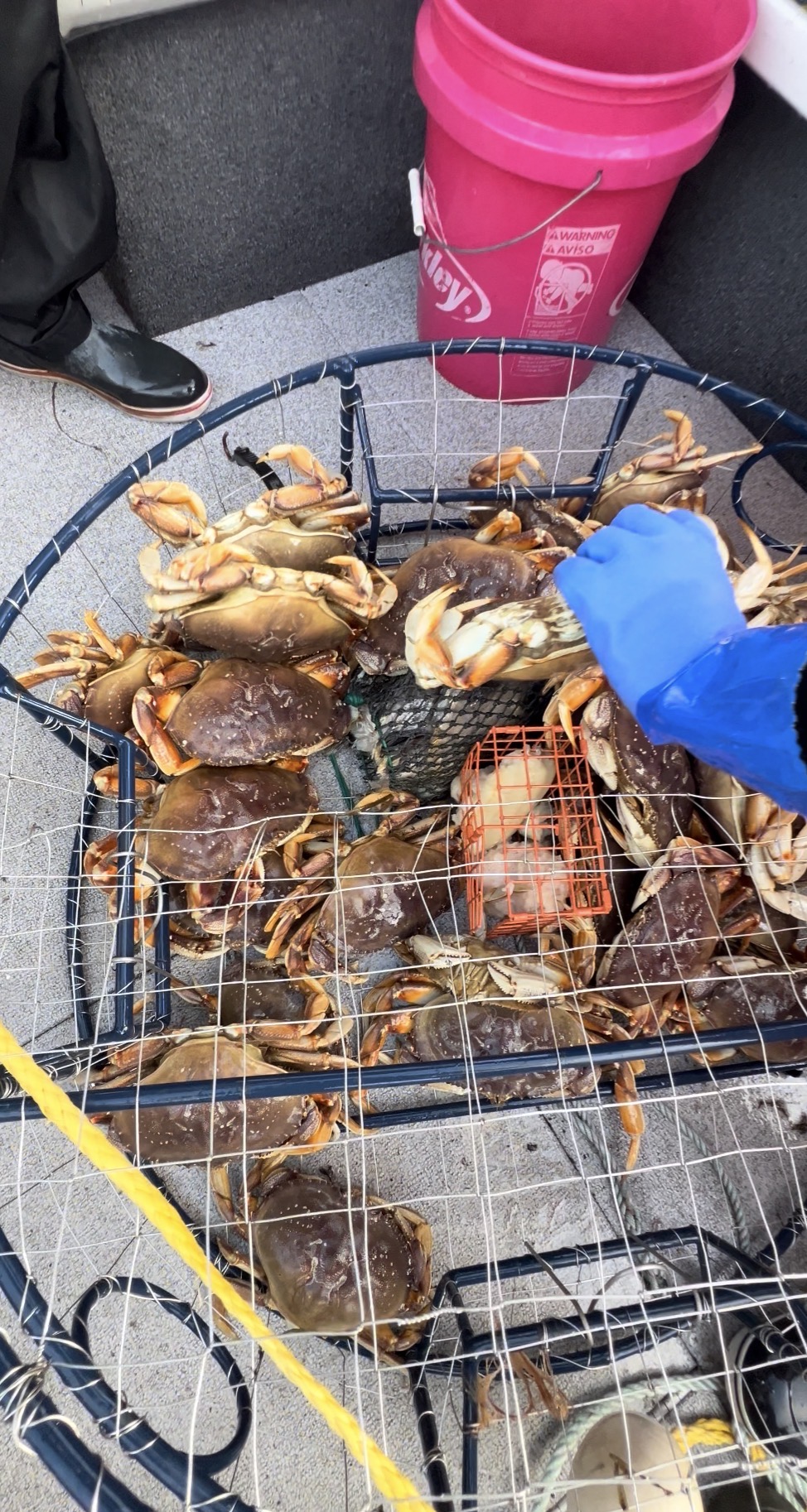 Crab pot loaded with keeper Dungeness crab on the boat deck