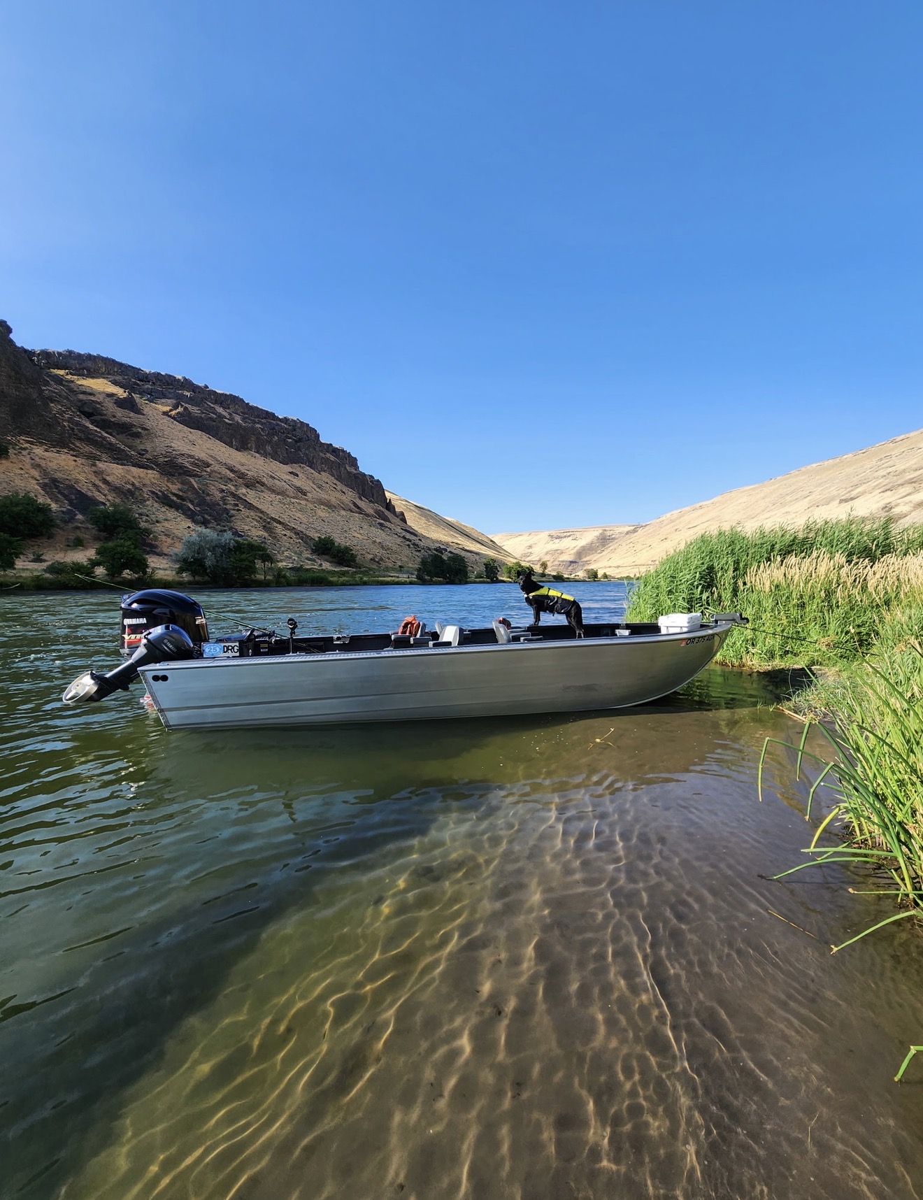 Aluminum jet sled anchored on the Deschutes River with dog standing on the bow