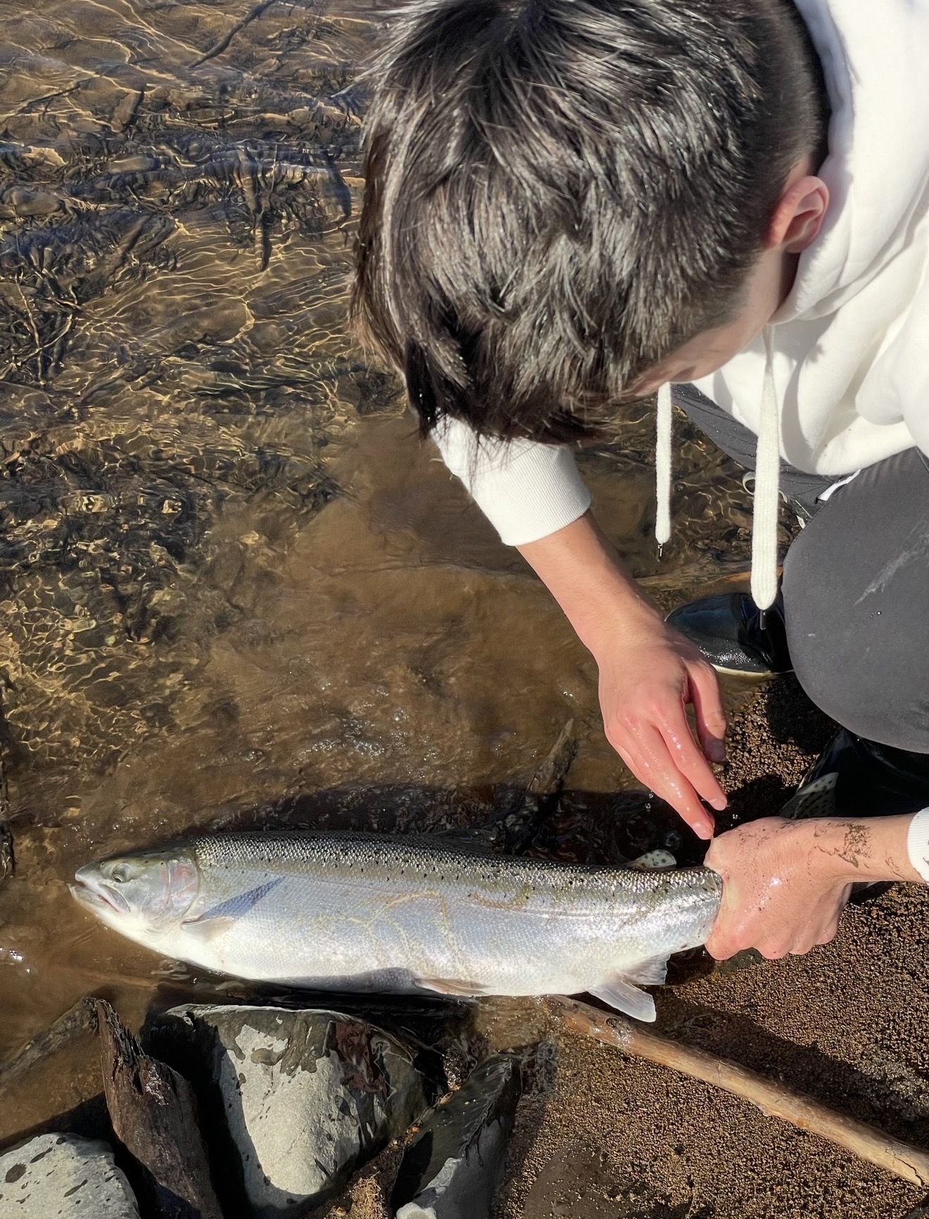 Chrome steelhead being revived in the shallows before release