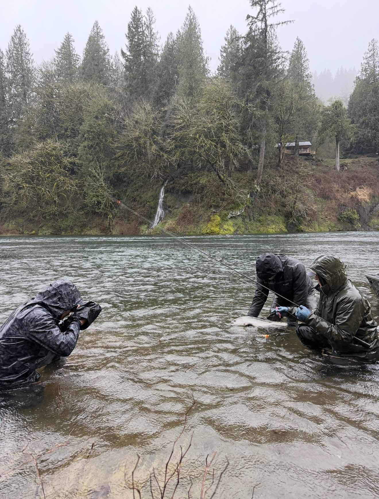 Anglers landing a chrome steelhead in the rain below a mossy waterfall