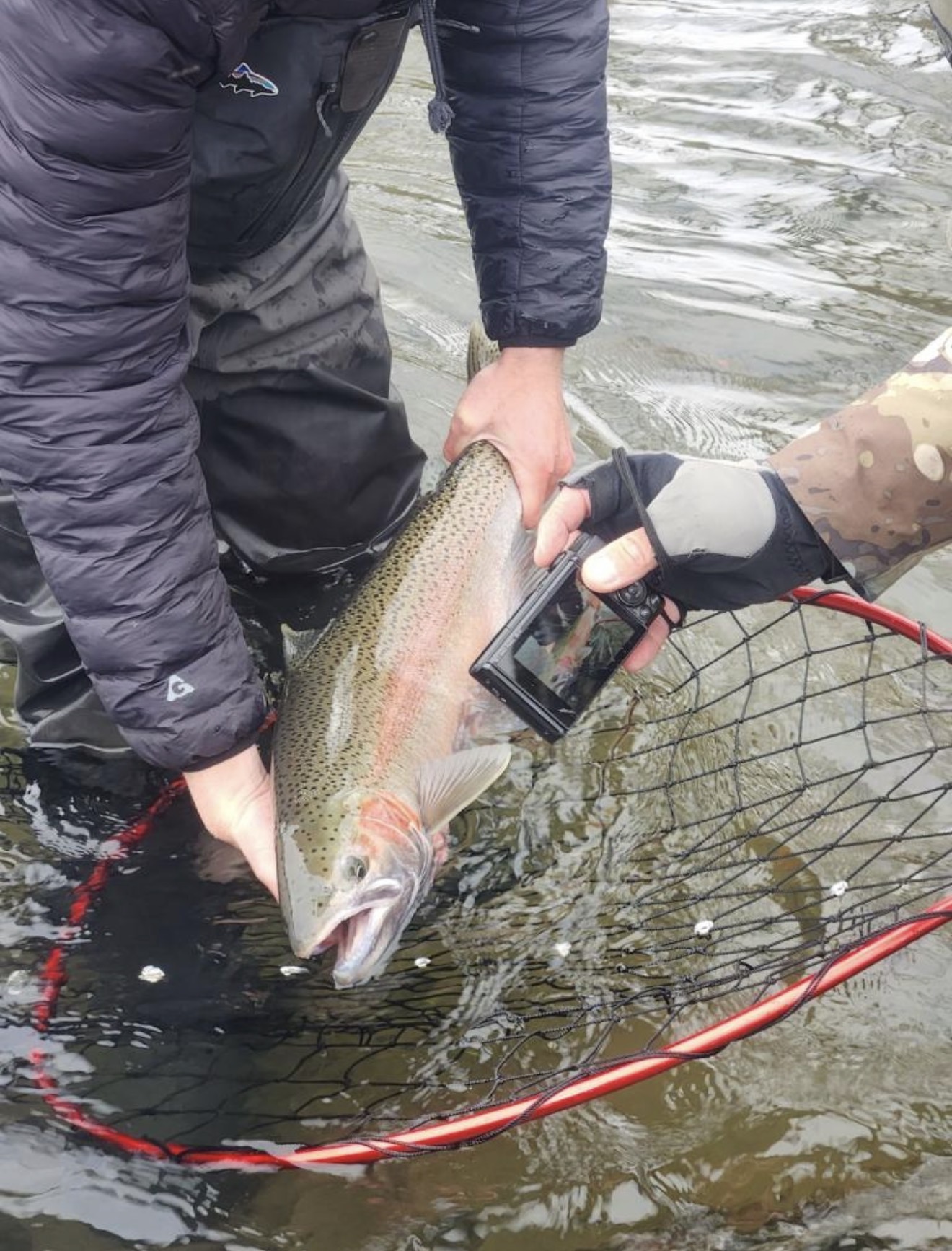 Wild Oregon steelhead released boatside in the net