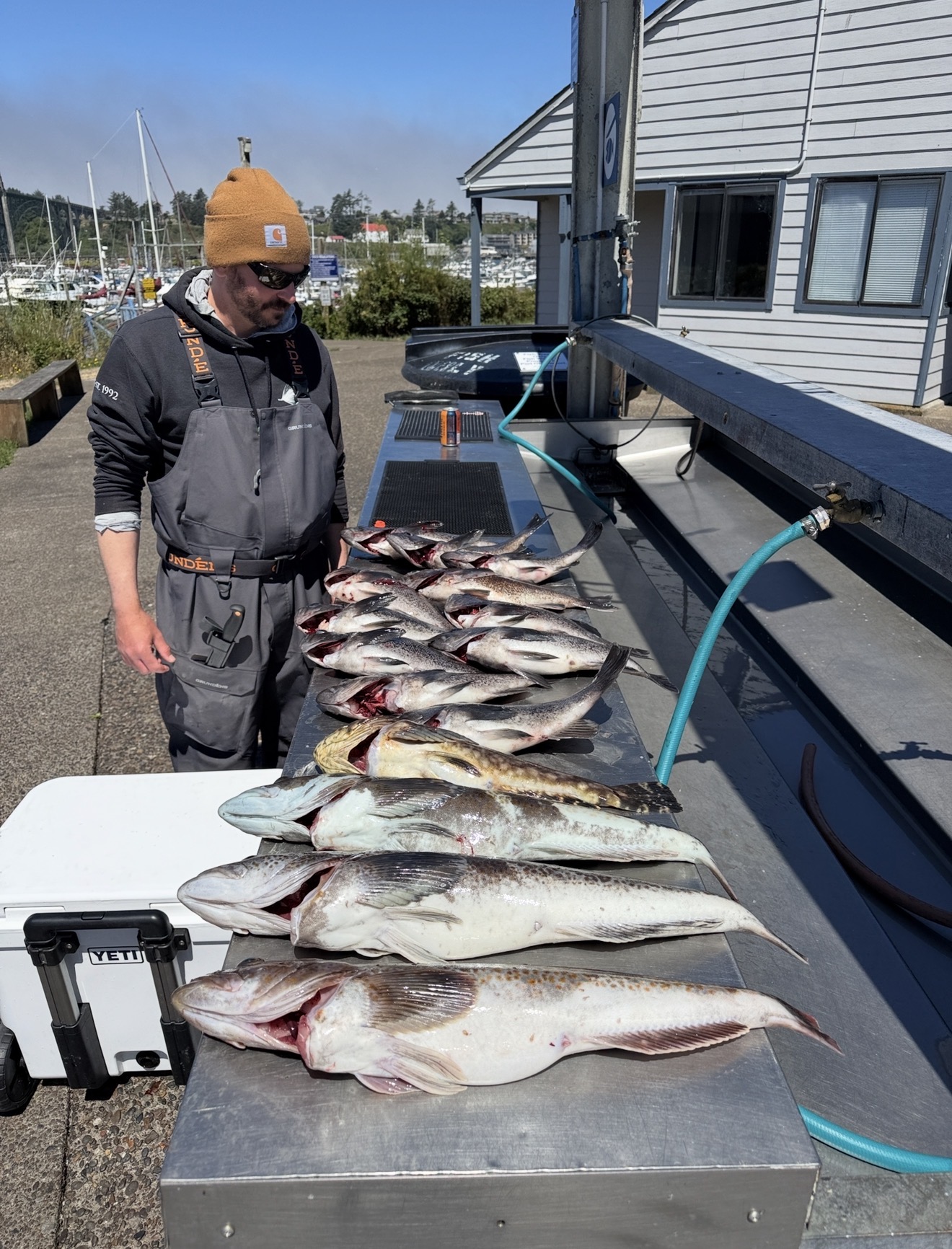 Captain Judd on the Newport dock with a limit of lingcod and rockfish