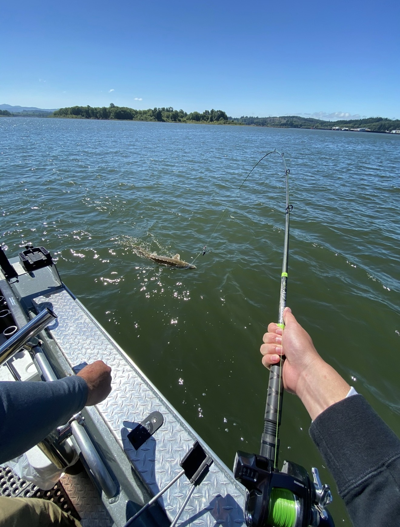 Bent rod battling a sturgeon coming to the surface on a sunny day