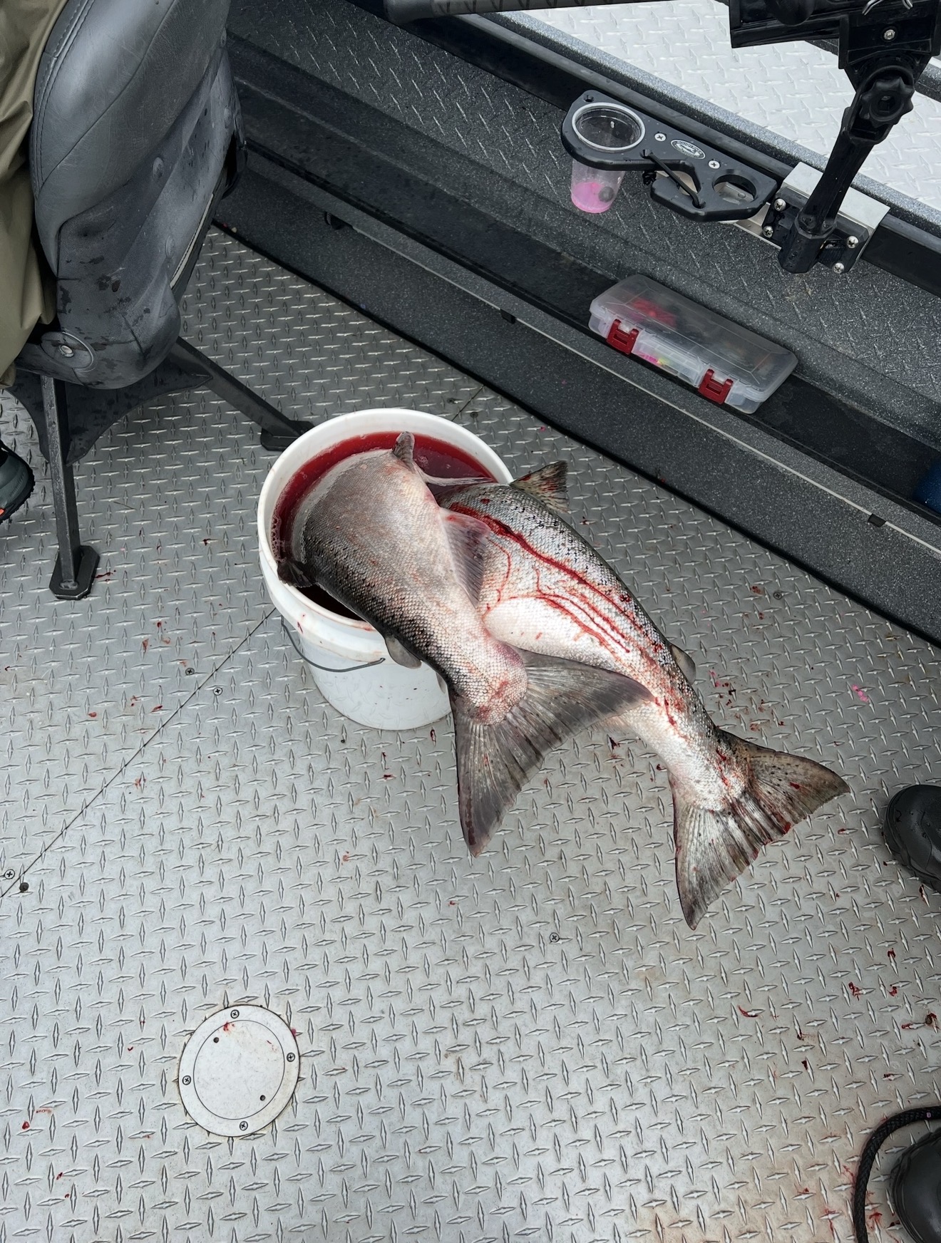 Two chrome salmon bleeding out in a bucket on the boat deck