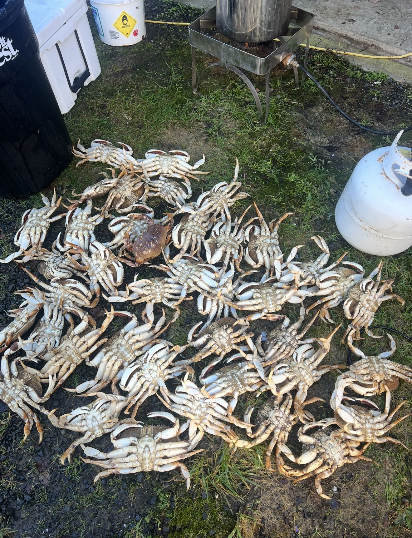 Limits of Dungeness crab laid out next to the propane boiler