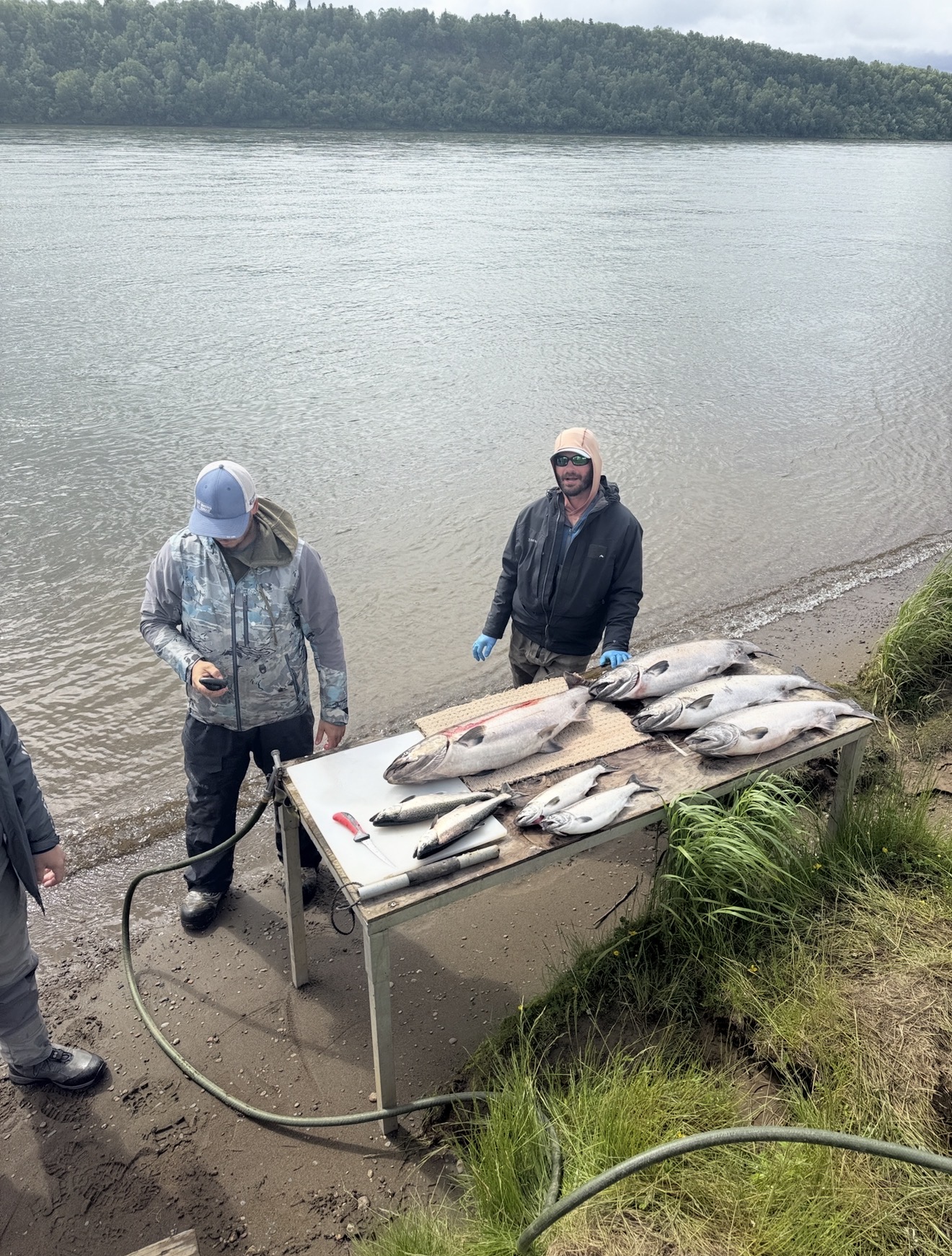 Fresh salmon on the cleaning table on an Alaska river bank