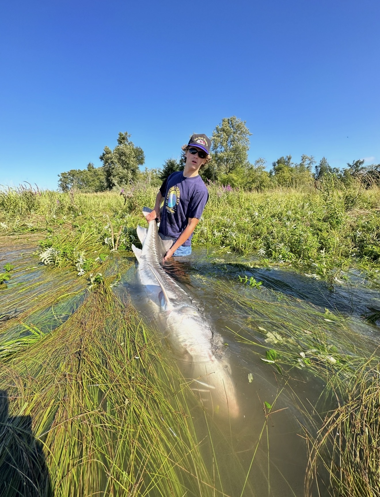 Angler releasing a big Columbia River sturgeon back into the grass shallows