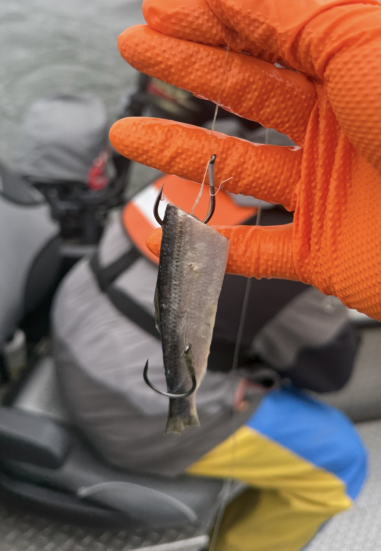 Cut plug herring rigged for salmon trolling held in an orange fishing glove