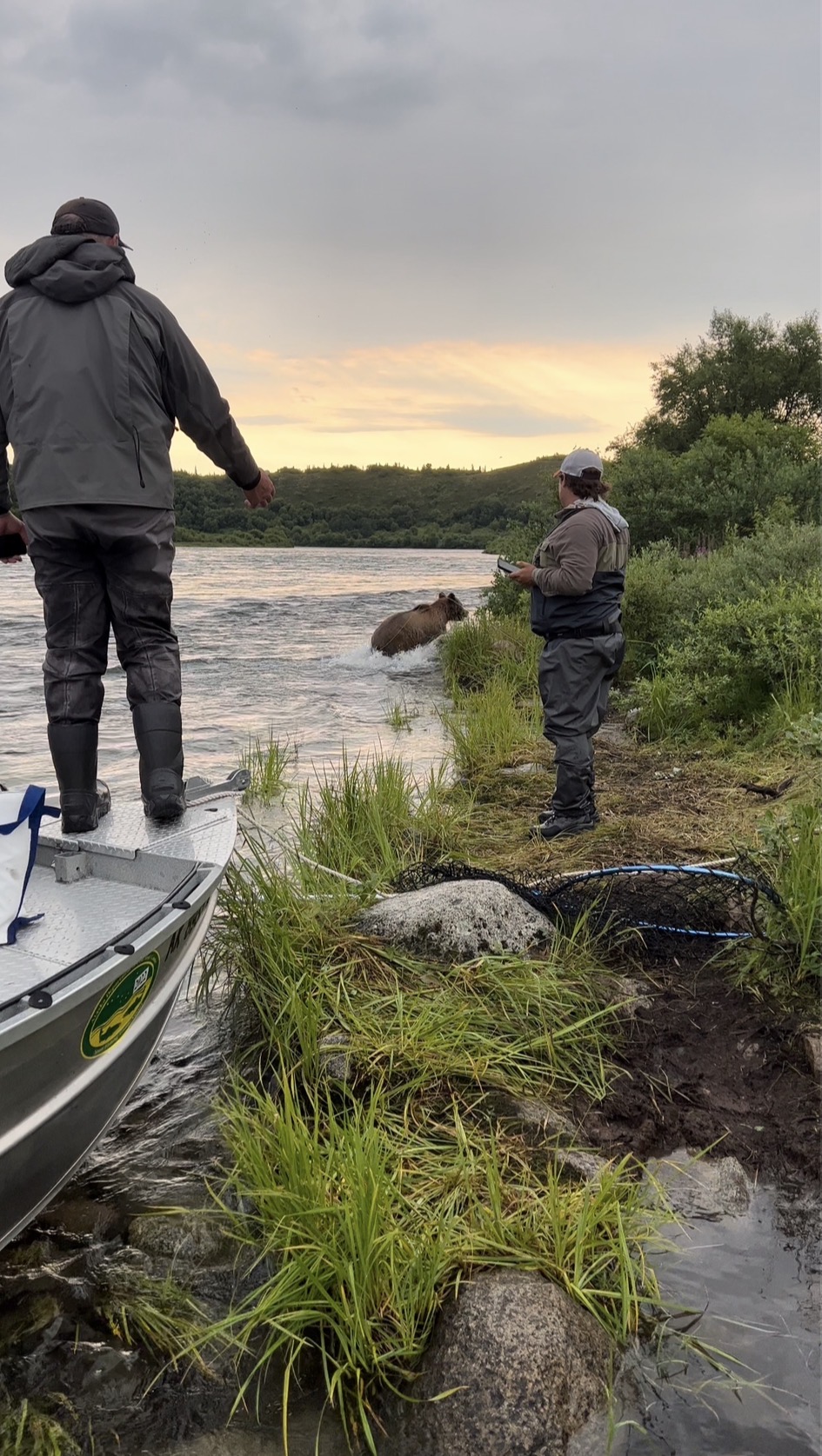 Anglers watching a brown bear cross the river at sunset