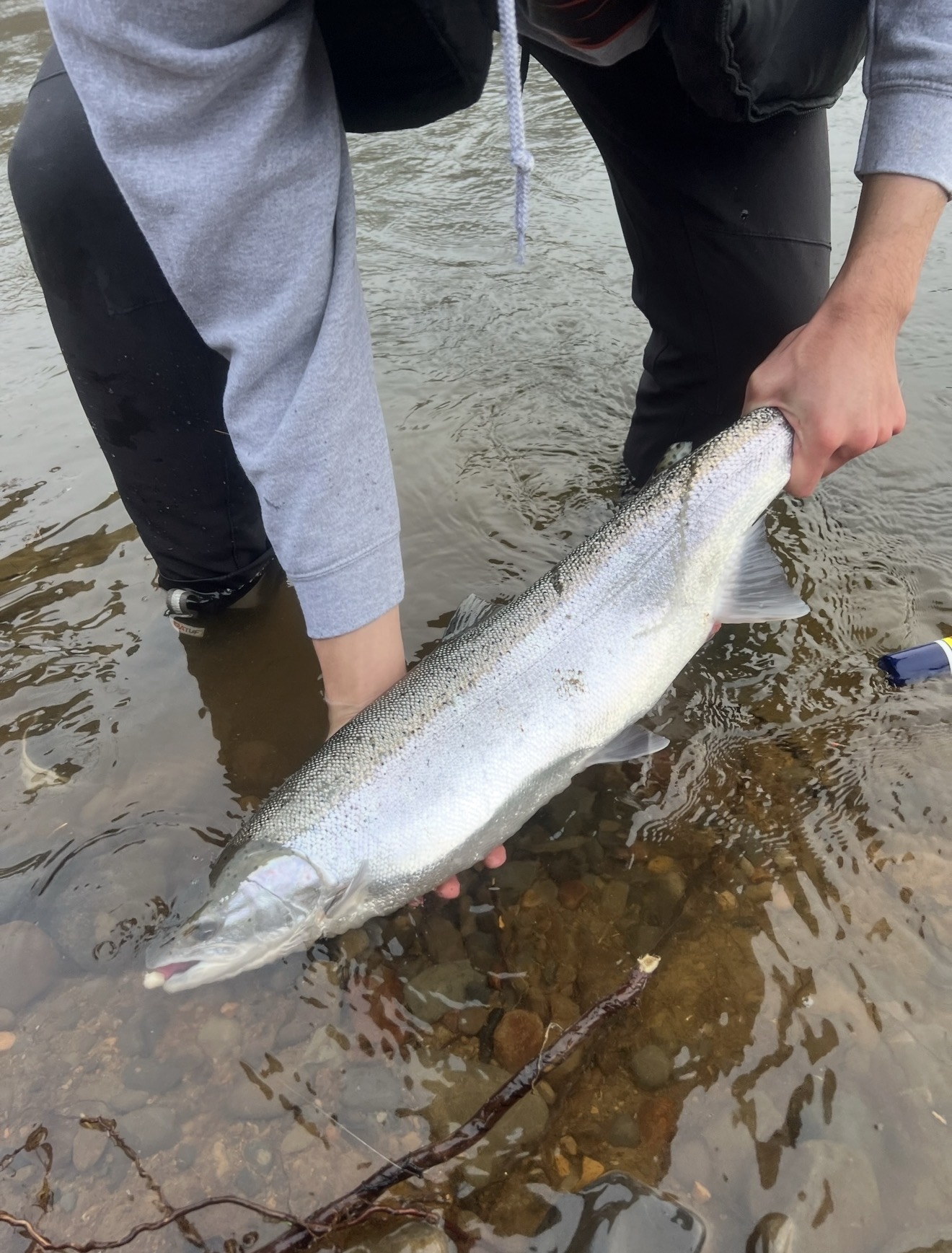 Chrome bright steelhead held boatside in the river before release