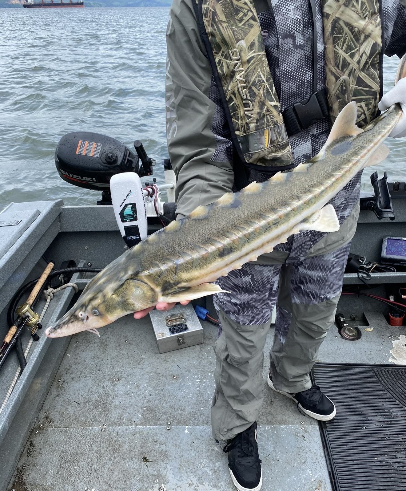 Angler holding a striped Columbia River sturgeon on the deck