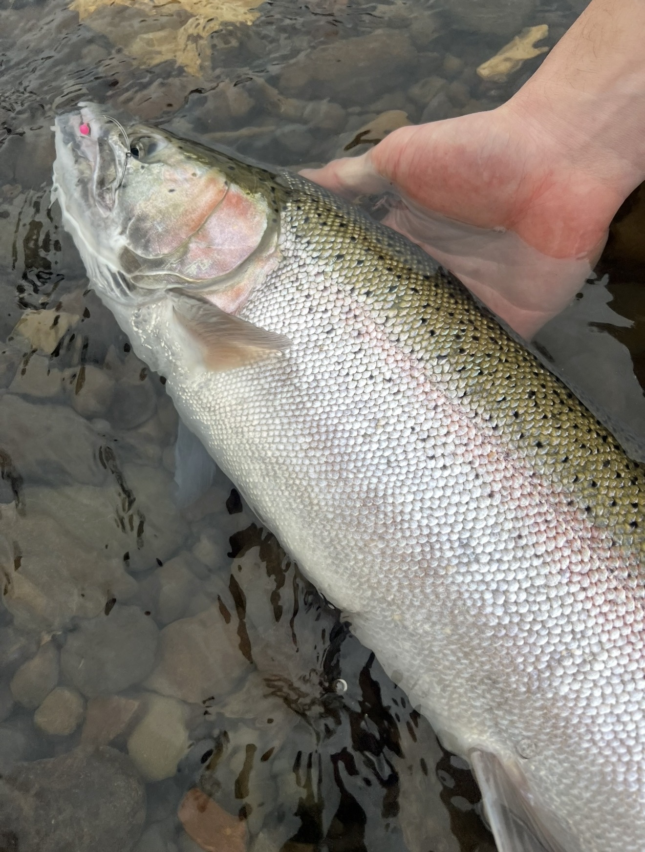 Bright chrome steelhead held over the water at release