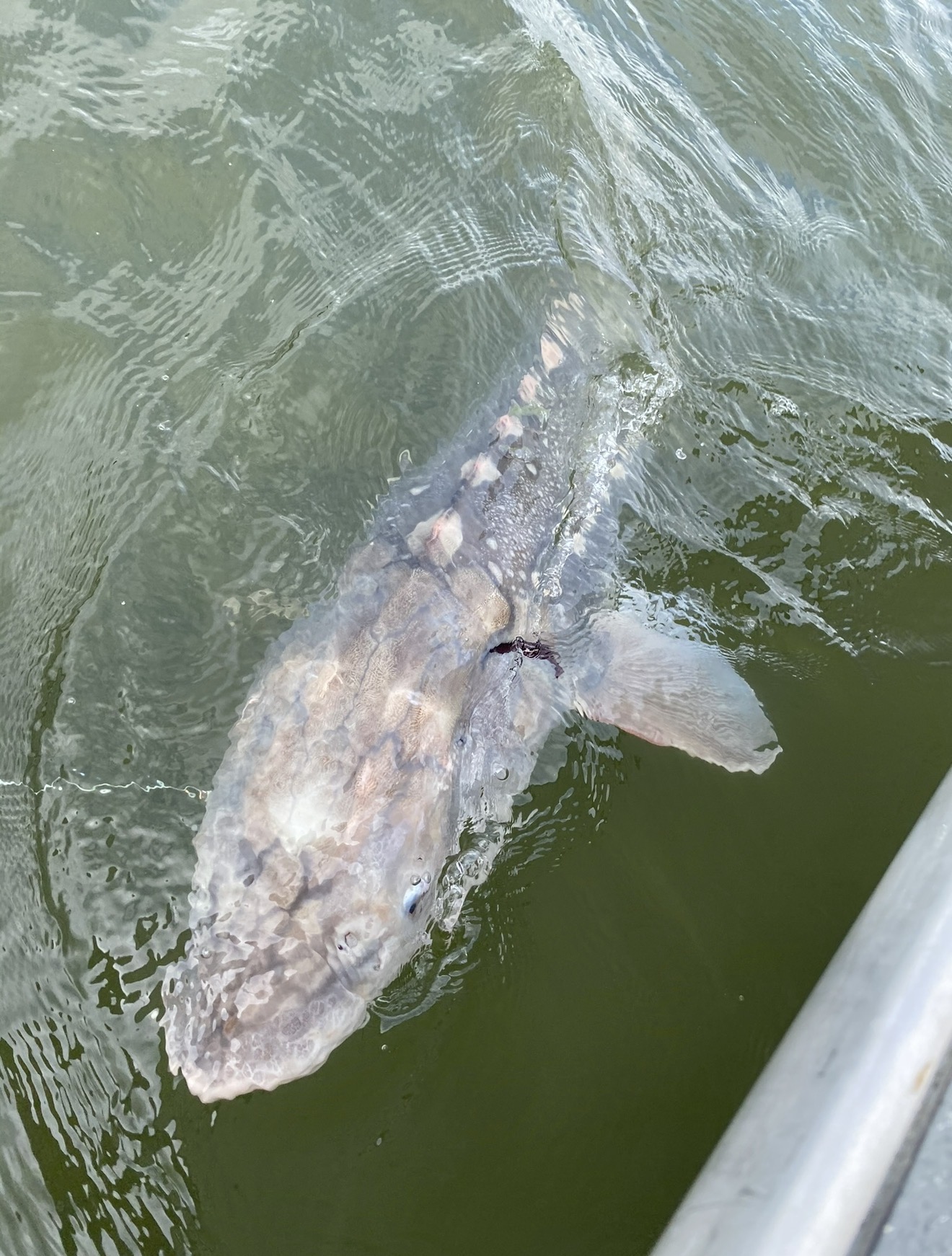 Massive white sturgeon rolling boatside in green water
