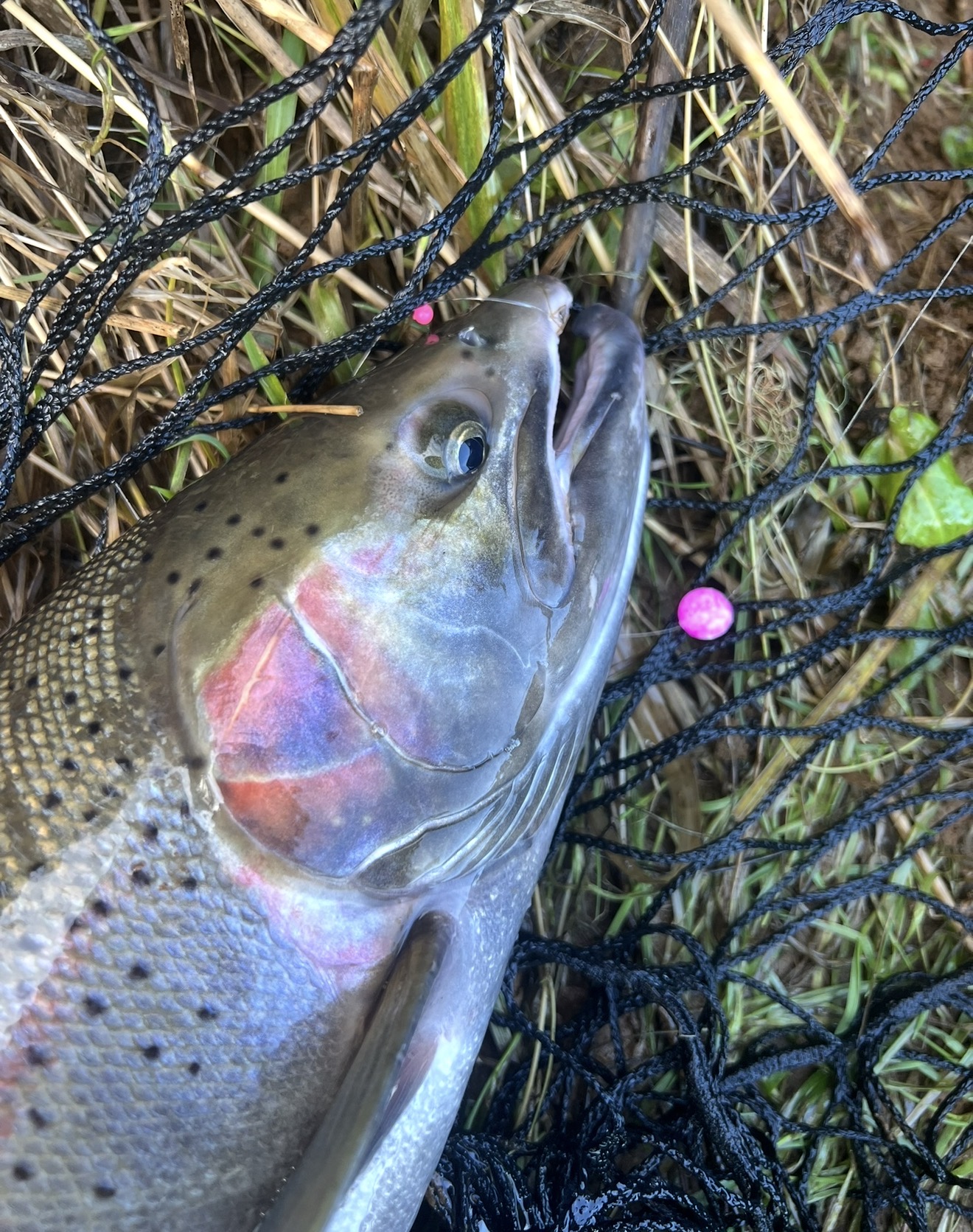 Steelhead in the net with a pink bead and hook at the corner of its jaw