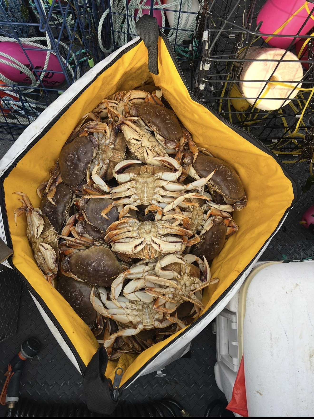 Insulated bag packed full of fresh Dungeness crab next to crab pots and buoys