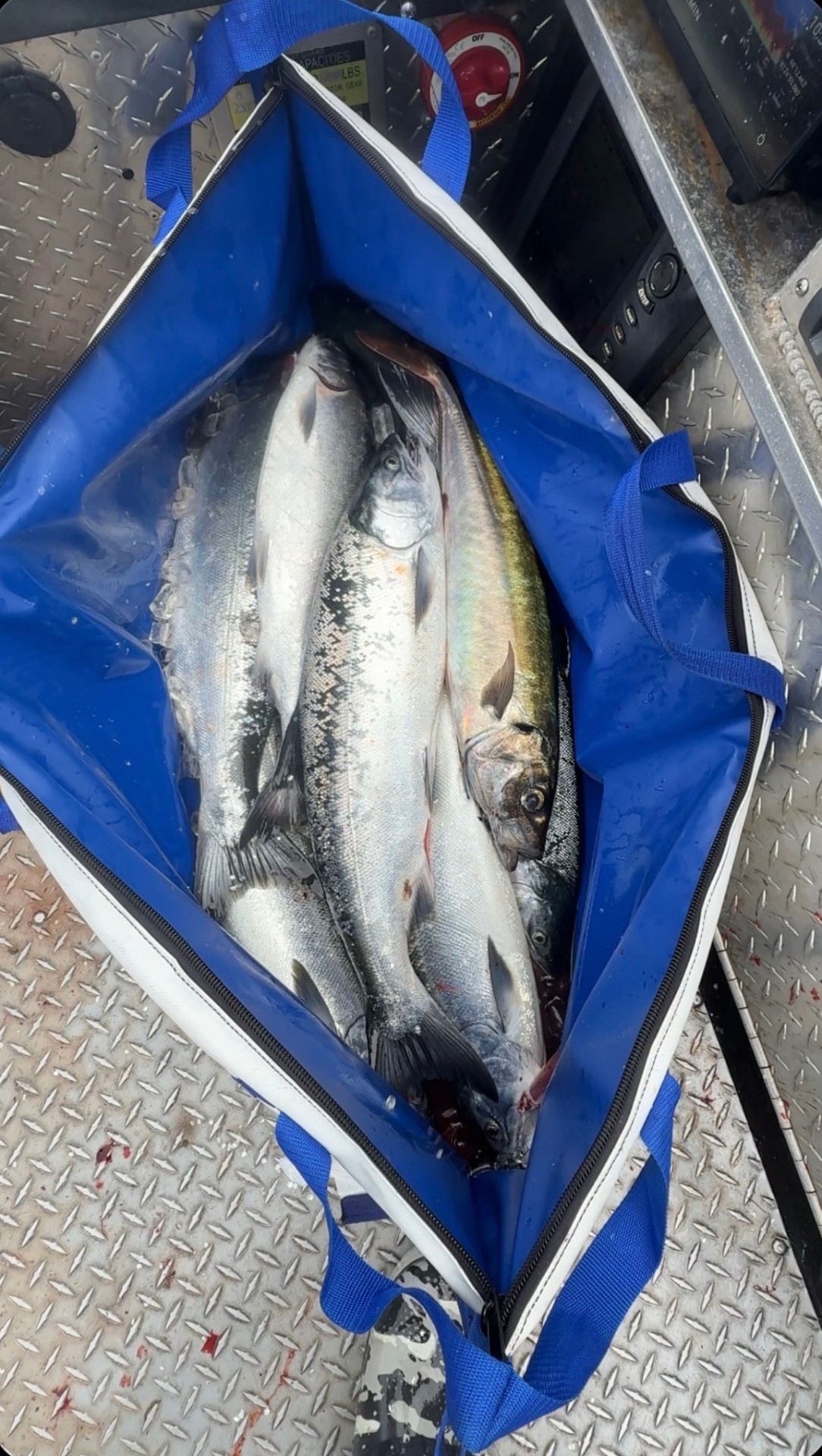 Fish bag full of fresh salmon on the deck of the boat