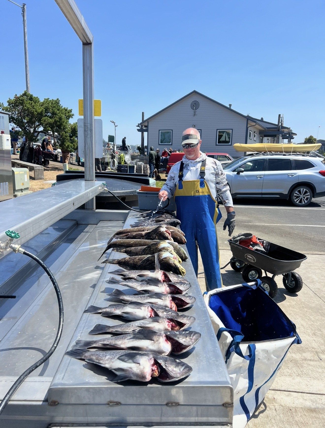 A table covered with cleaned rockfish and bottom fish at the cleaning station