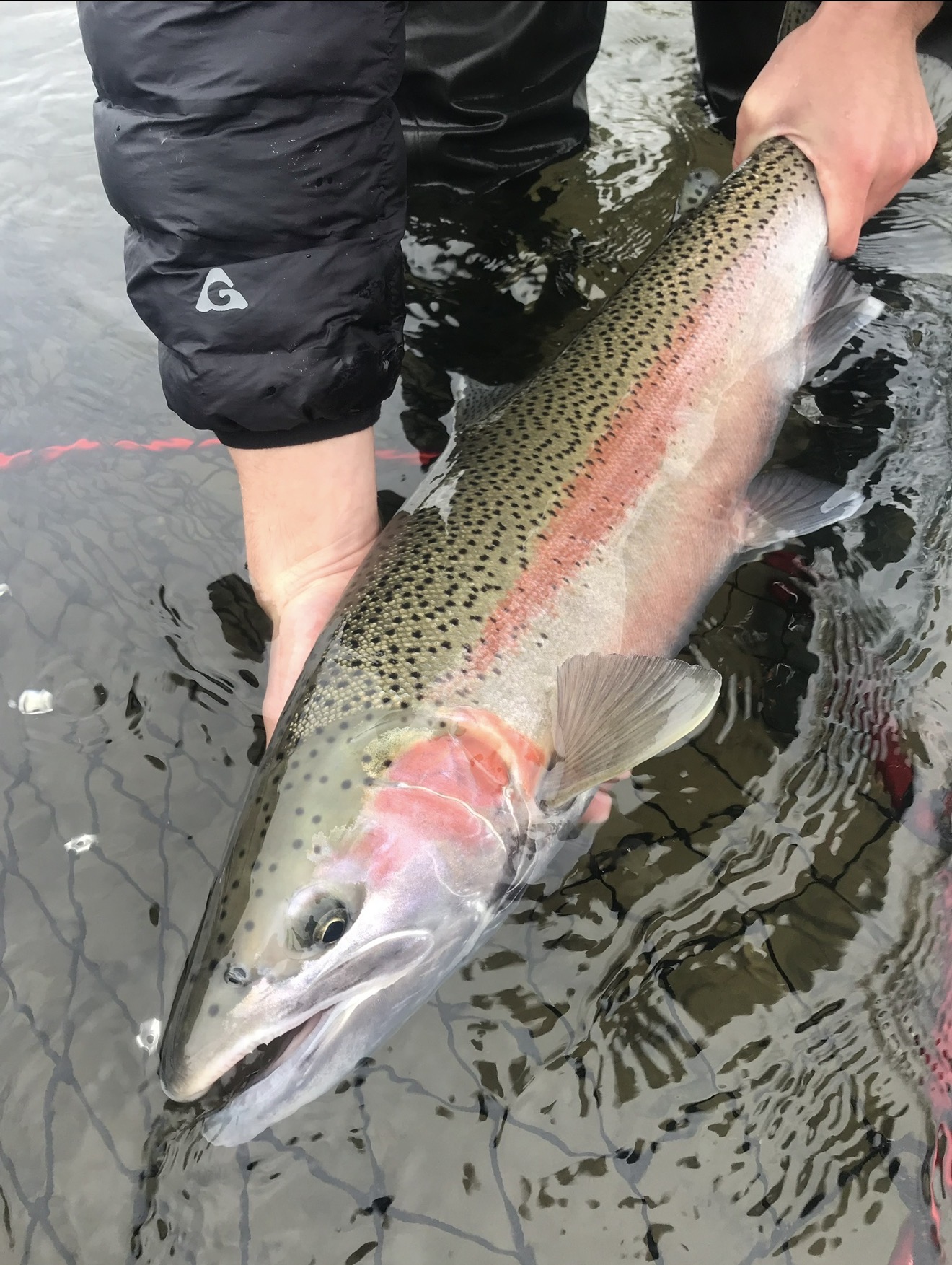 Large wild steelhead being revived in the shallows before release