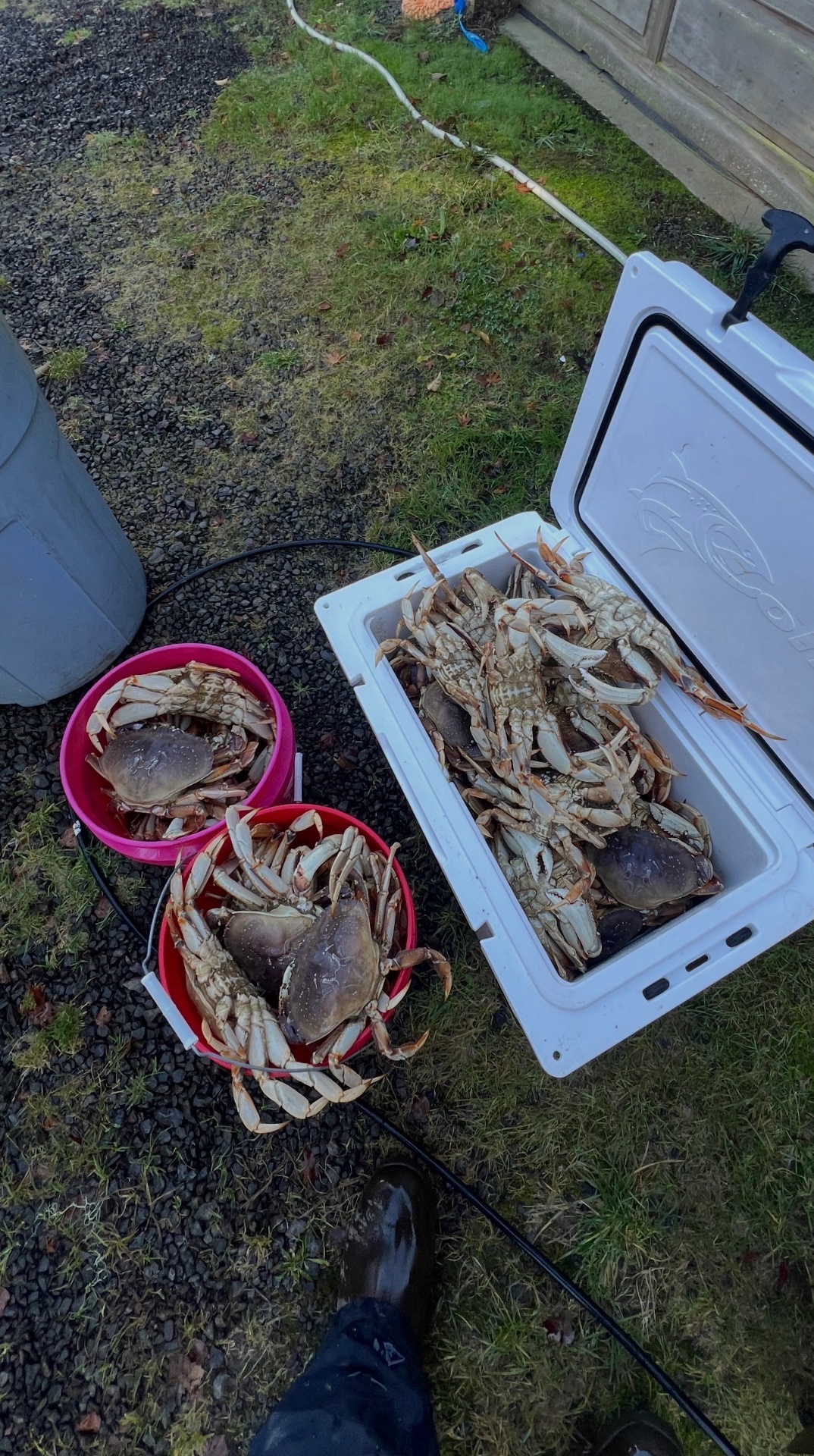 Cooler and buckets full of fresh Dungeness crab from an Astoria crabbing trip