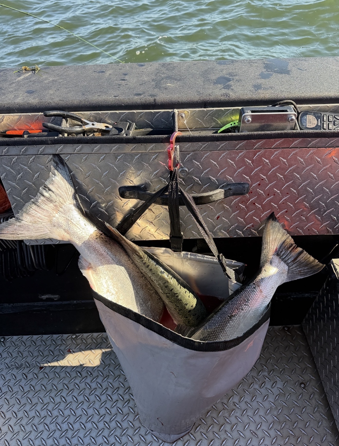 Fresh salmon in the boat's harvest bag on the Columbia