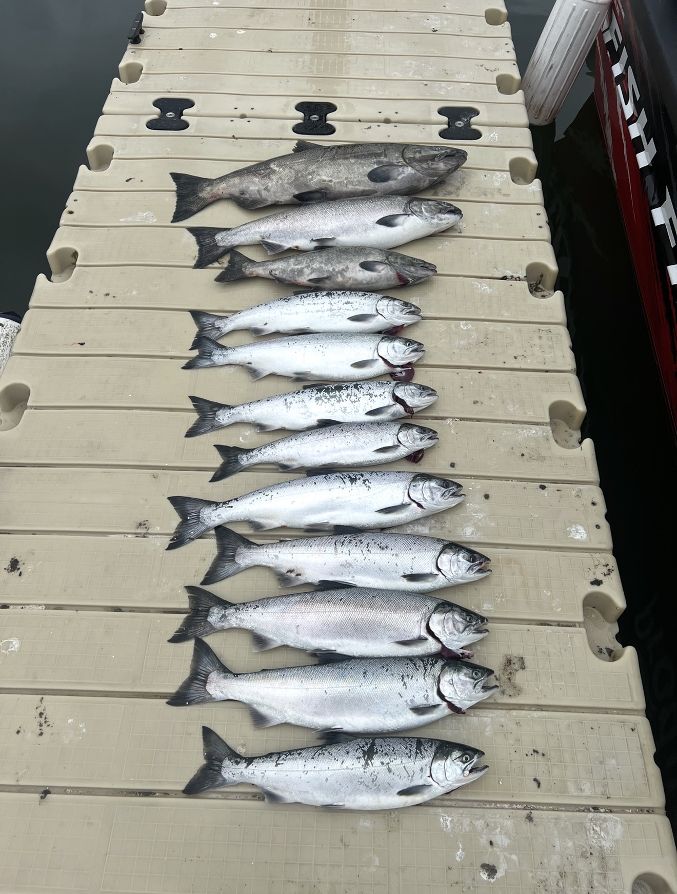 A lineup of fresh Chinook salmon on the dock