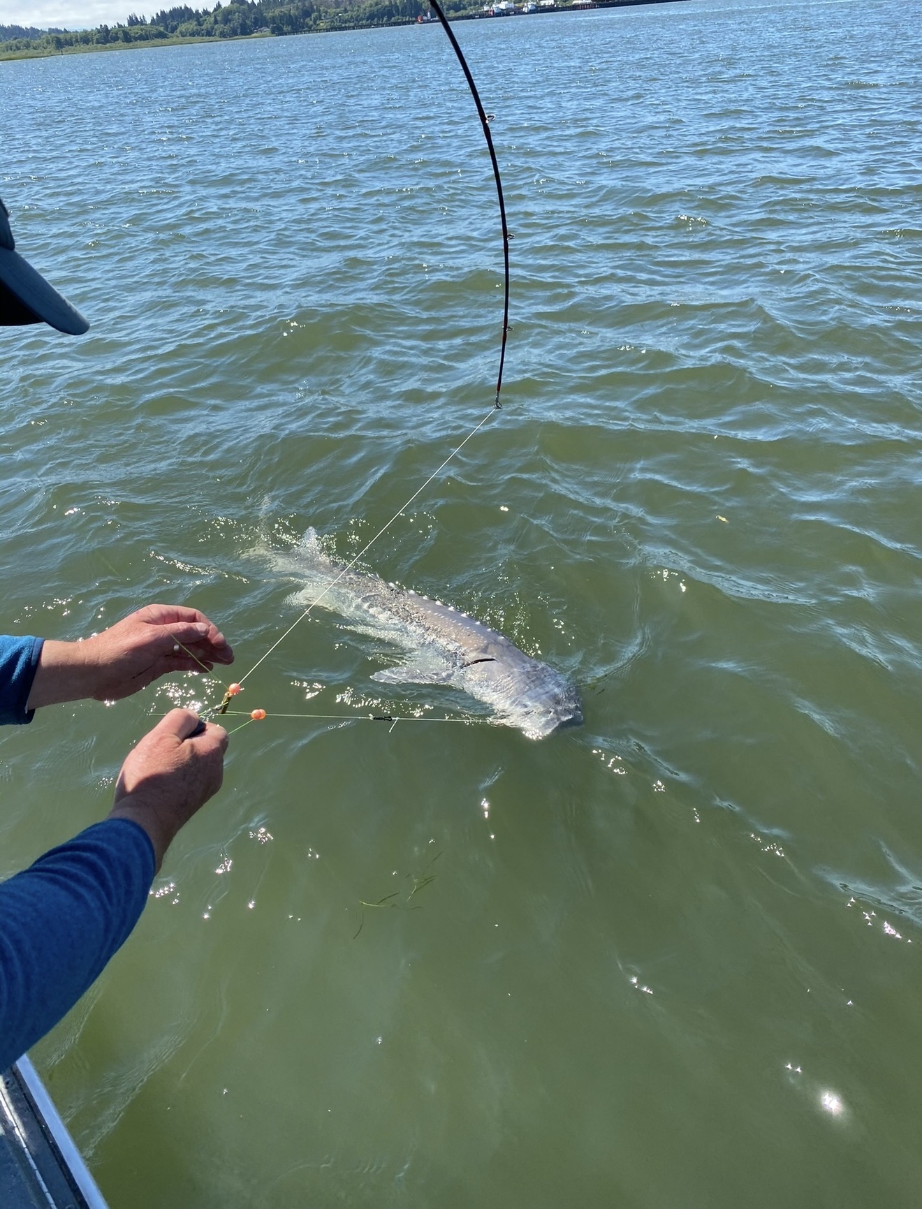 Sturgeon coming up boatside on a leader in the Columbia River
