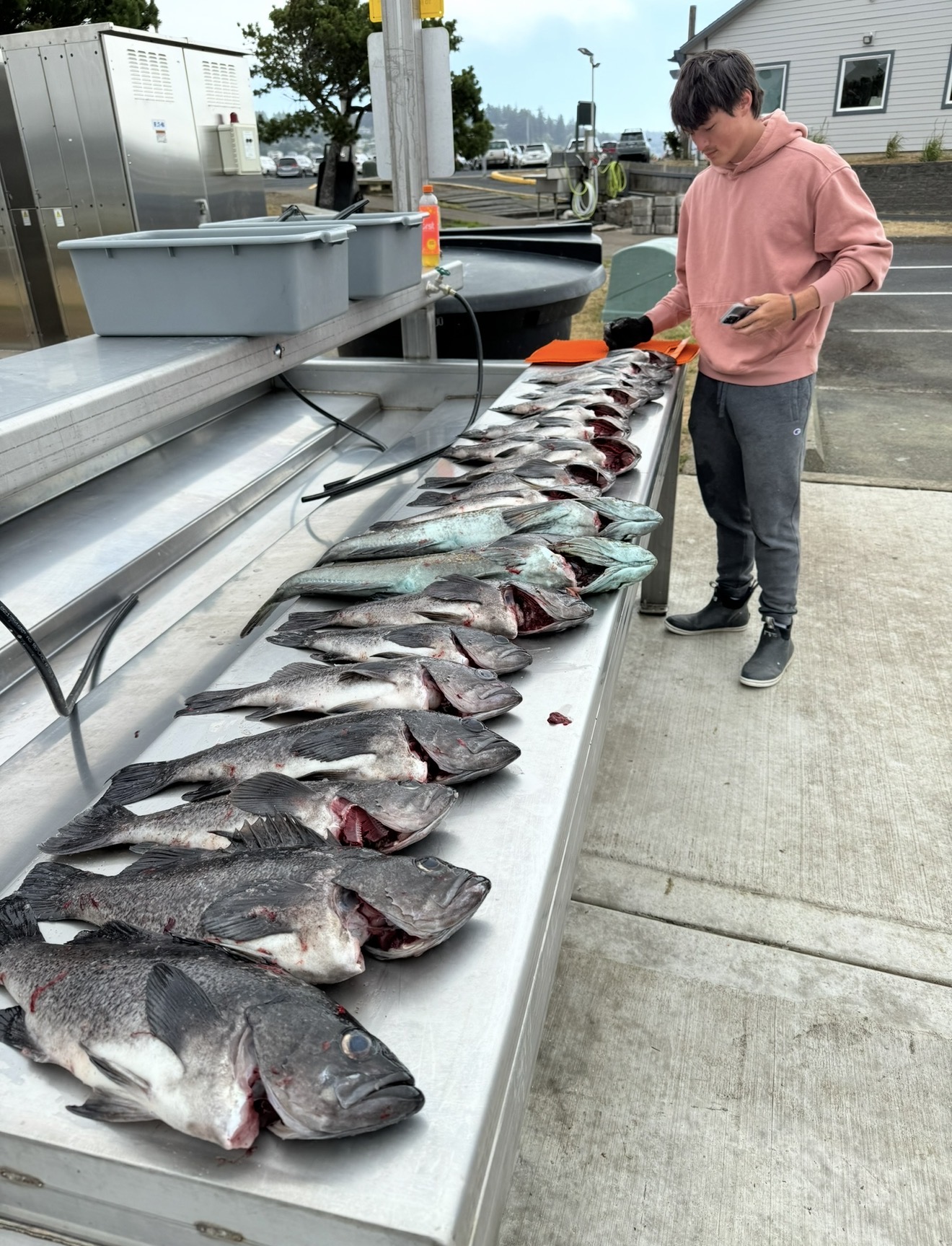 A limit of black rockfish and lingcod on the cleaning table