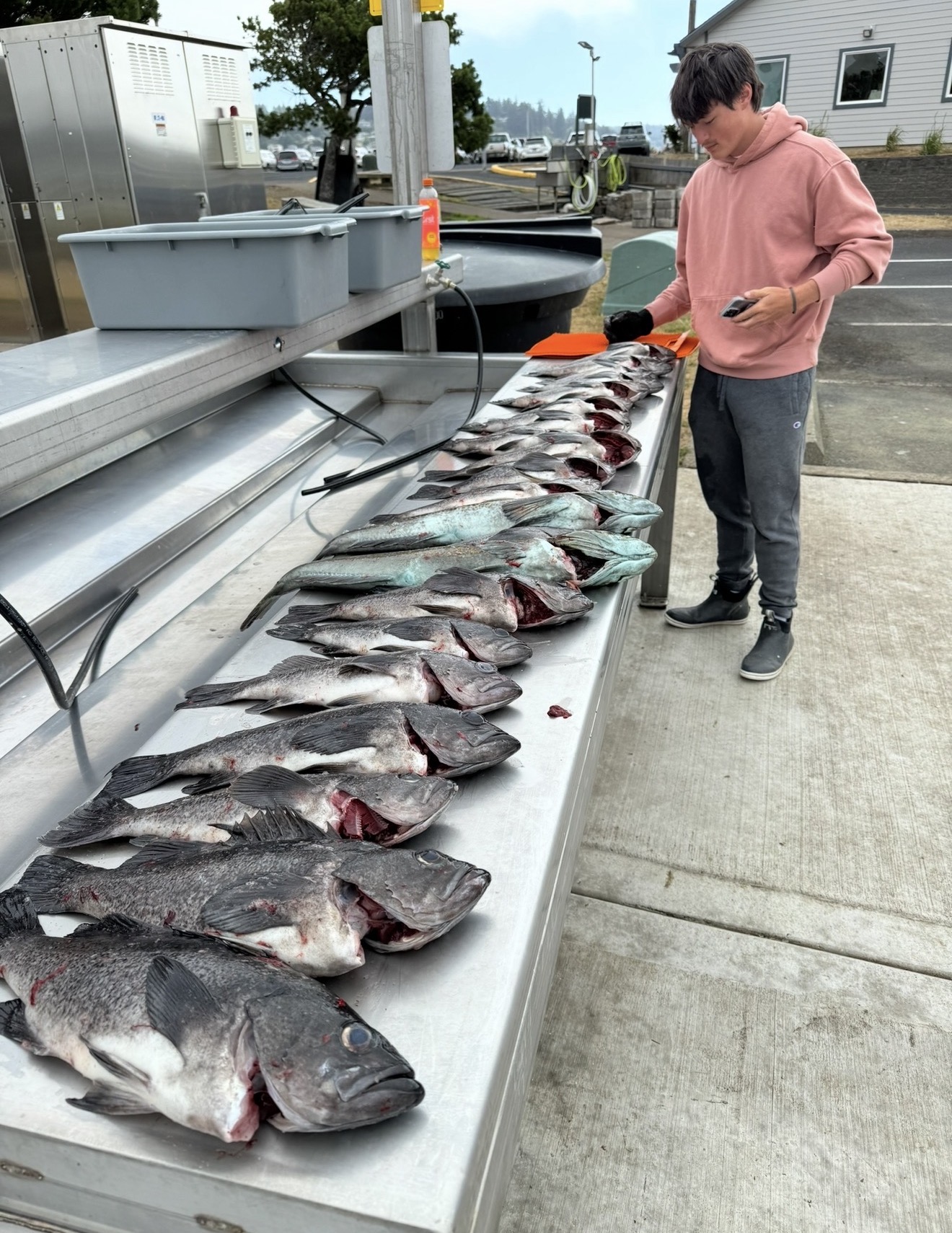Angler at the cleaning station with a long line of rockfish and lingcod